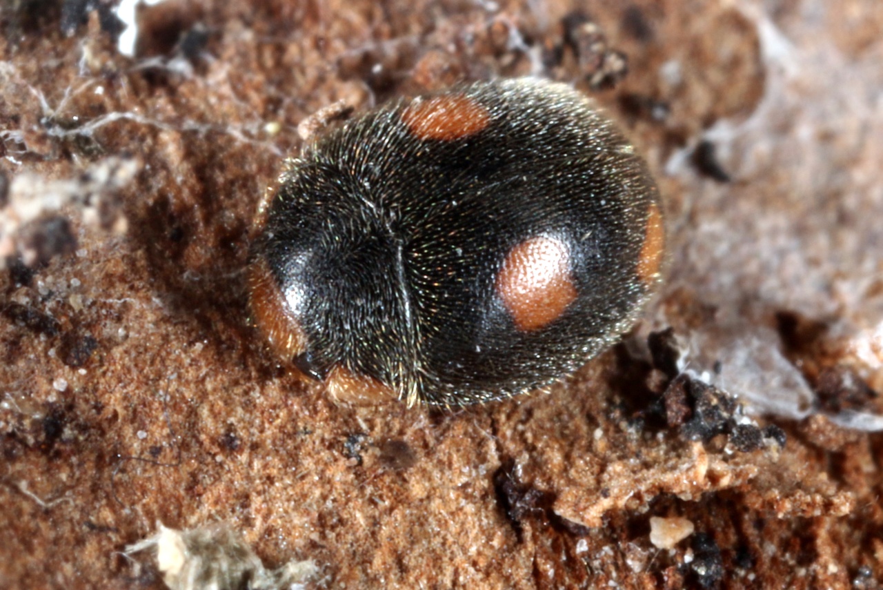 Platynaspis luteorubra (Goeze, 1777) - Coccinelle fulgurante