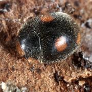 Platynaspis luteorubra (Goeze, 1777) - Coccinelle fulgurante