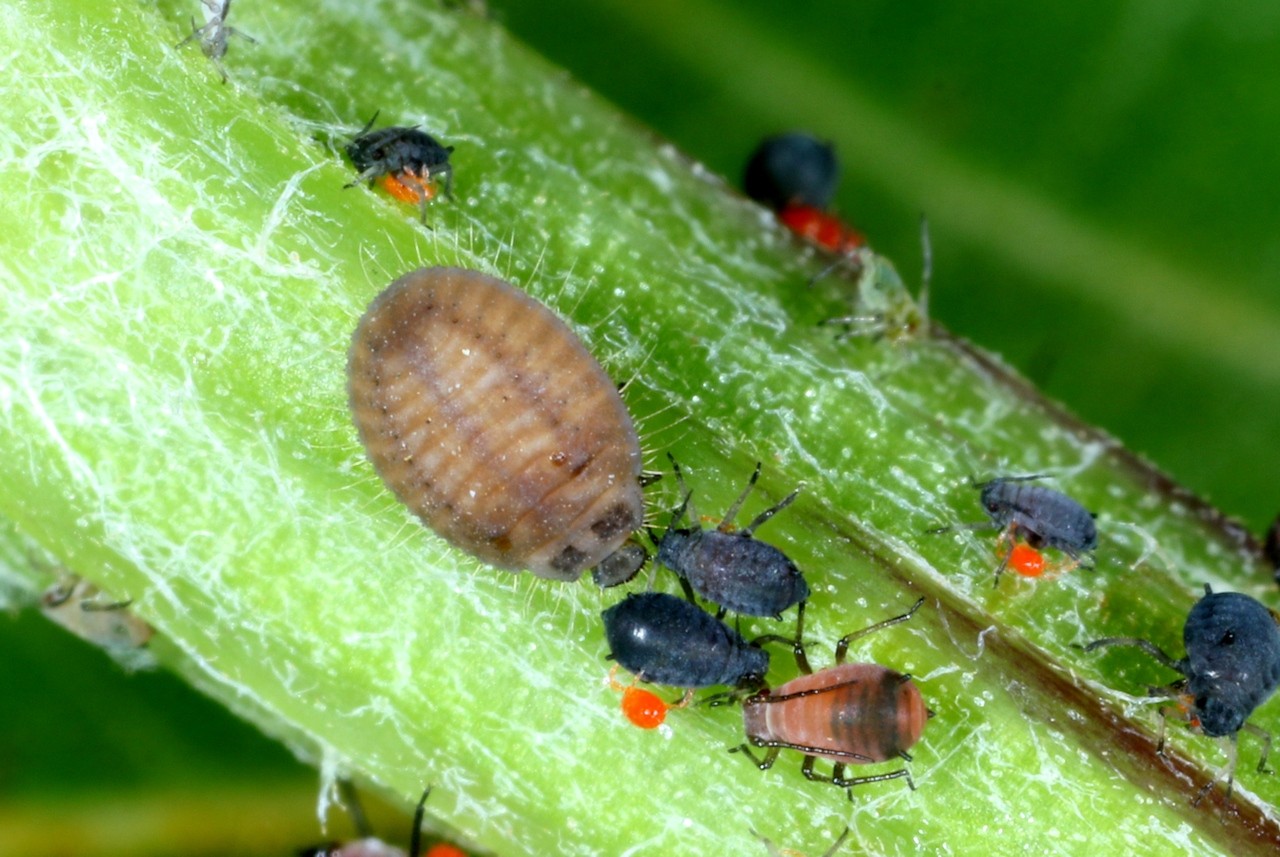 Platynaspis luteorubra (Goeze, 1777) - Coccinelle fulgurante (larve) 