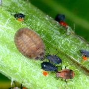 Platynaspis luteorubra (Goeze, 1777) - Coccinelle fulgurante (larve) 