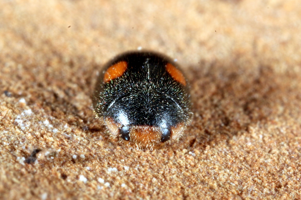 Platynaspis luteorubra (Goeze, 1777) - Coccinelle fulgurante (mâle)