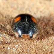 Platynaspis luteorubra (Goeze, 1777) - Coccinelle fulgurante (mâle)