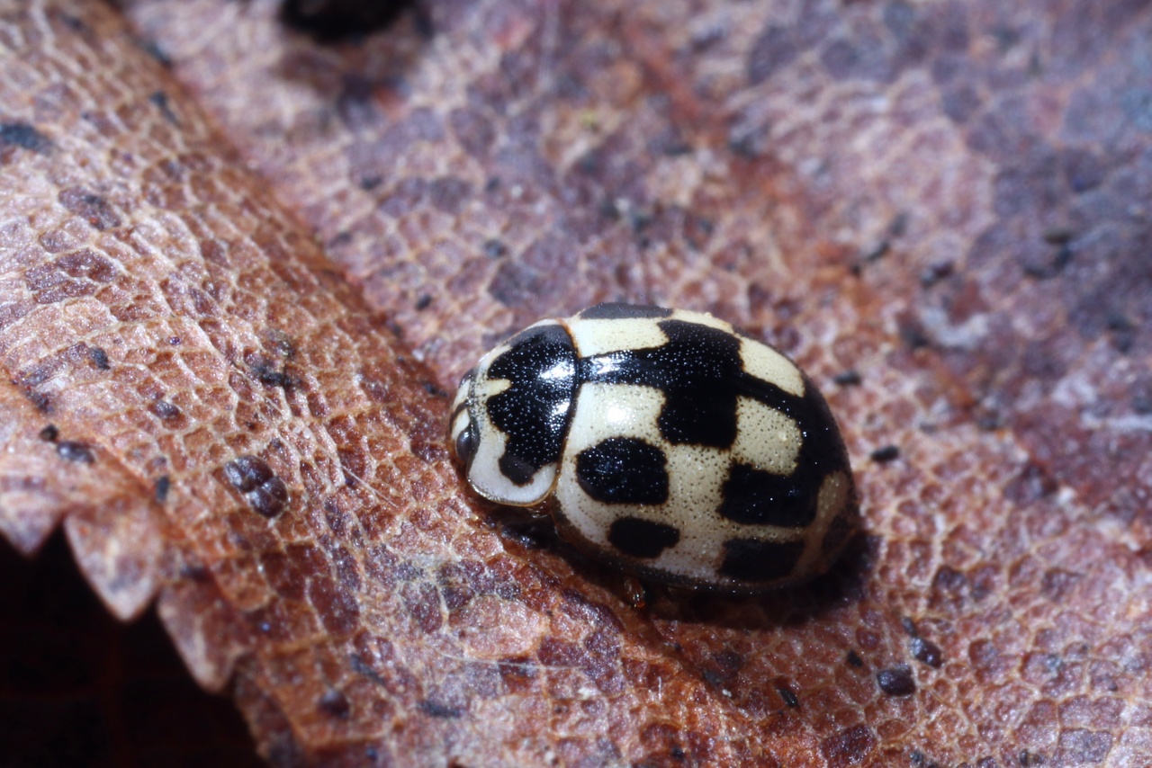 Propylea quatuordecimpunctata (Linnaeus, 1758) - Coccinelle à damier