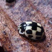 Propylea quatuordecimpunctata (Linnaeus, 1758) - Coccinelle à damier