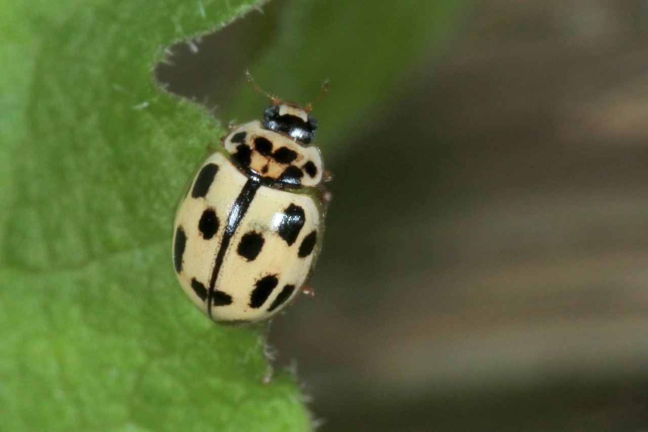 Propylea quatuordecimpunctata (Linnaeus, 1758) - Coccinelle à damier