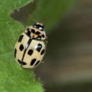 Propylea quatuordecimpunctata (Linnaeus, 1758) - Coccinelle à damier