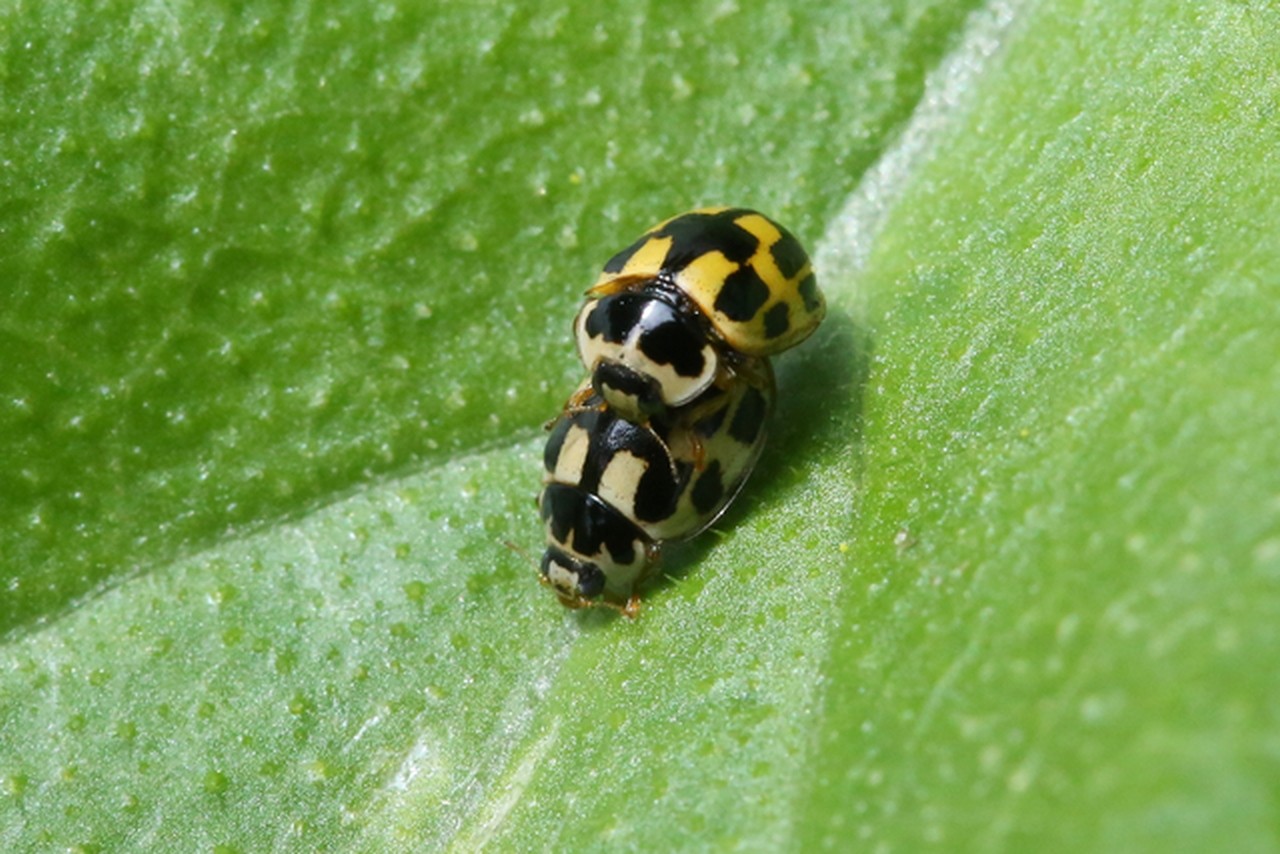 Propylea quatuordecimpunctata (Linnaeus, 1758) - Coccinelle à damier (accouplement)