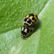 Propylea quatuordecimpunctata (Linnaeus, 1758) - Coccinelle à damier (accouplement)