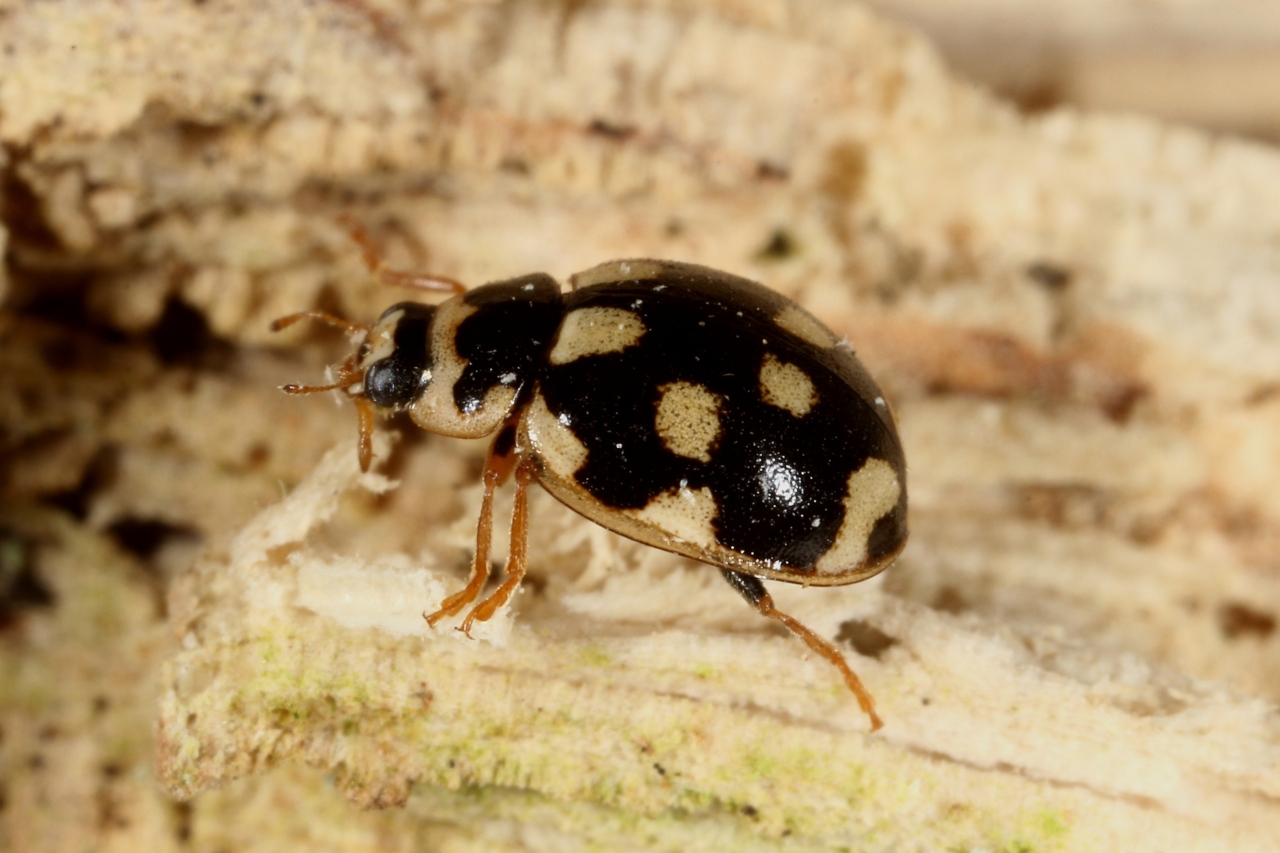 Propylea quatuordecimpunctata (Linnaeus, 1758) - Coccinelle à damier