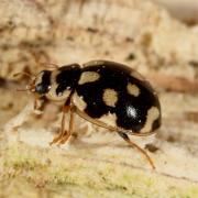 Propylea quatuordecimpunctata (Linnaeus, 1758) - Coccinelle à damier