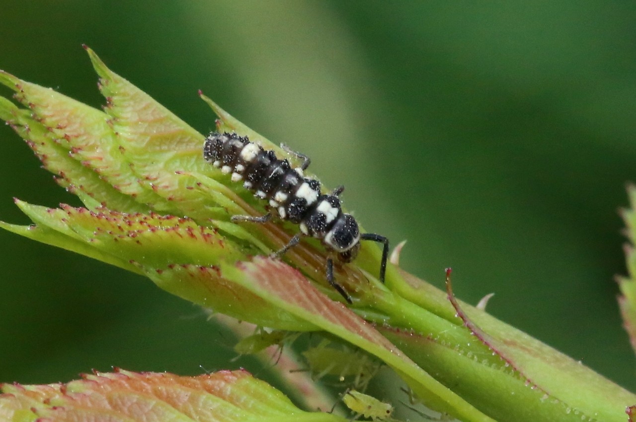 Propylea quatuordecimpunctata (Linnaeus, 1758) - Coccinelle à damier (larve)
