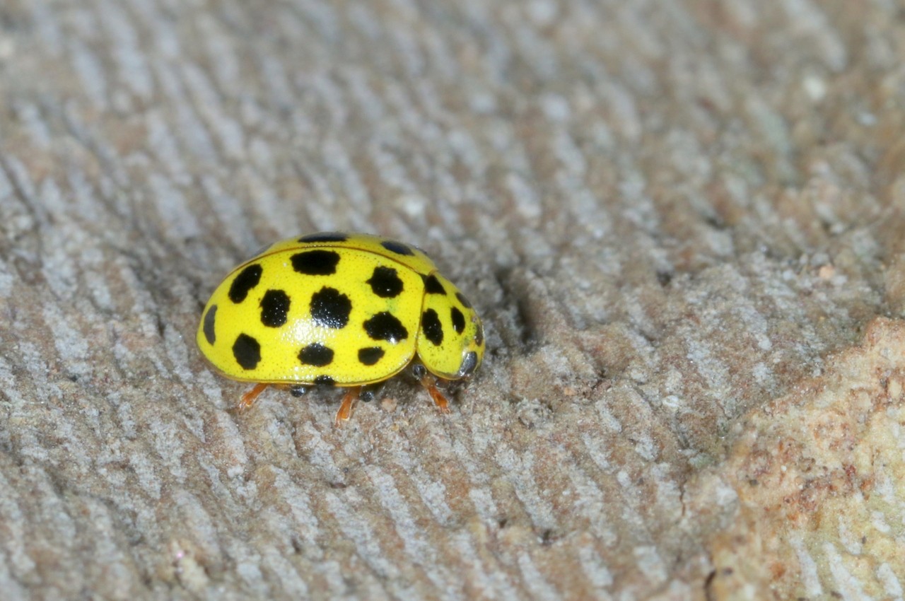 Psyllobora vigintiduopunctata (Linnaeus, 1758) - Coccinelle à 22 points