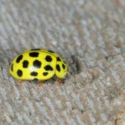 Psyllobora vigintiduopunctata (Linnaeus, 1758) - Coccinelle à 22 points