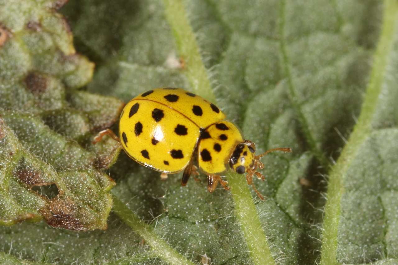 Psyllobora vigintiduopunctata (Linnaeus, 1758) - Coccinelle à 22 points