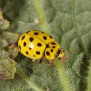 Psyllobora vigintiduopunctata (Linnaeus, 1758) - Coccinelle à 22 points