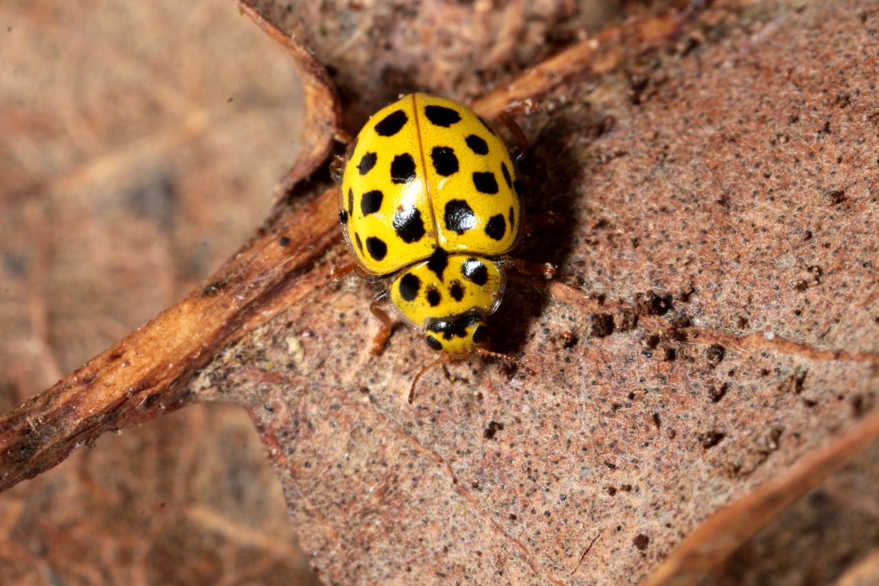 Psyllobora vigintiduopunctata (Linnaeus, 1758) - Coccinelle à 22 points