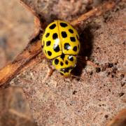 Psyllobora vigintiduopunctata (Linnaeus, 1758) - Coccinelle à 22 points