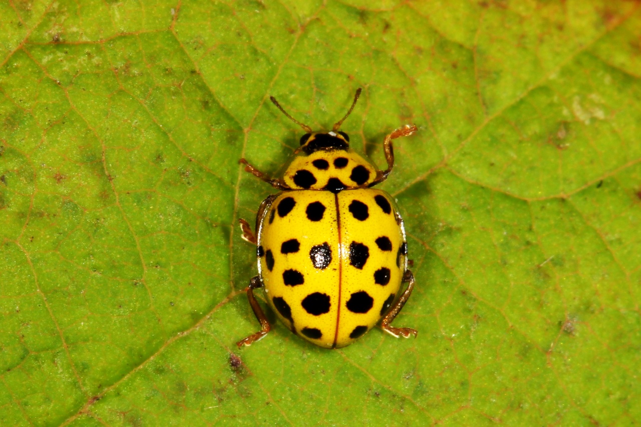 Psyllobora vigintiduopunctata (Linnaeus, 1758) - Coccinelle à 22 points