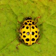 Psyllobora vigintiduopunctata (Linnaeus, 1758) - Coccinelle à 22 points