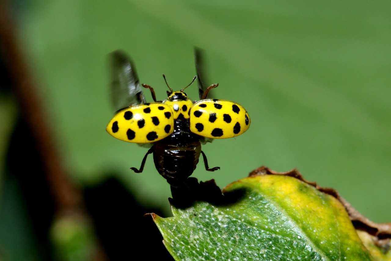 Psyllobora vigintiduopunctata (Linnaeus, 1758) - Coccinelle à 22 points