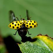 Psyllobora vigintiduopunctata (Linnaeus, 1758) - Coccinelle à 22 points