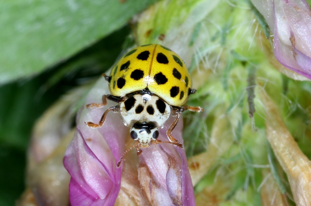 Psyllobora vigintiduopunctata (Linnaeus, 1758) - Coccinelle à 22 points