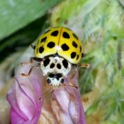 Psyllobora vigintiduopunctata (Linnaeus, 1758) - Coccinelle à 22 points