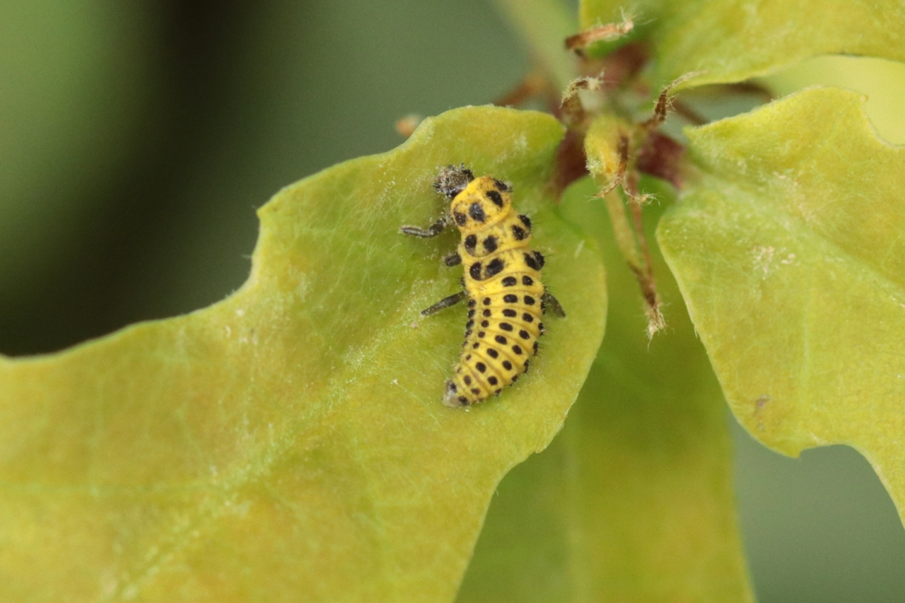 Psyllobora vigintiduopunctata (Linnaeus, 1758) - Coccinelle à 22 points (larve)