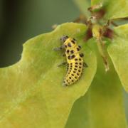 Psyllobora vigintiduopunctata (Linnaeus, 1758) - Coccinelle à 22 points (larve)