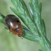 Rhyzobius chrysomeloides (Herbst, 1792) - Rhyzobie des arbres