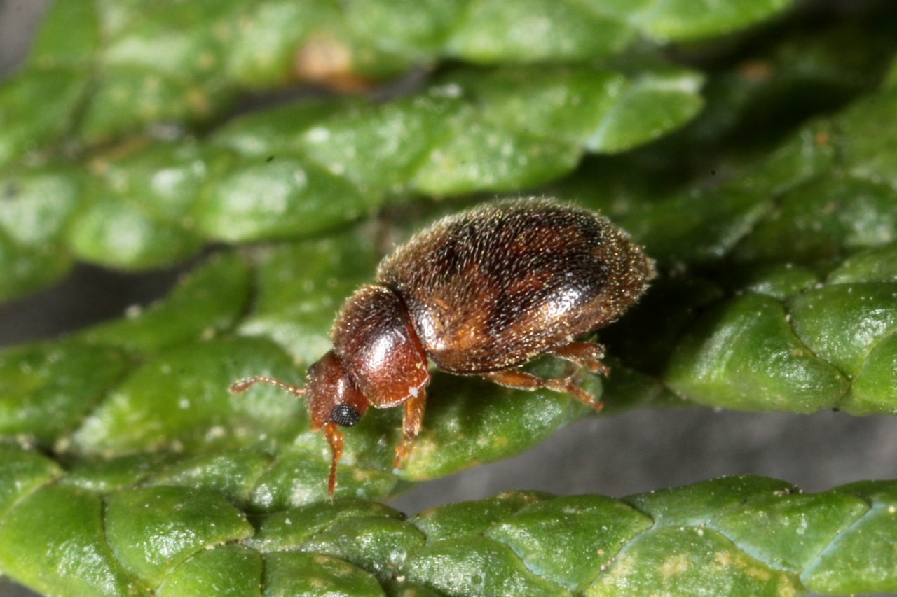 Rhyzobius chrysomeloides (Herbst, 1792) - Rhyzobie des arbres