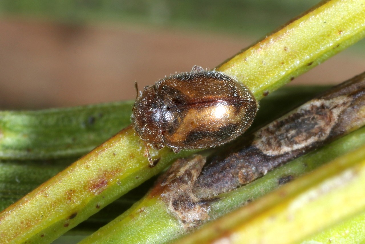 Rhyzobius chrysomeloides (Herbst, 1792) - Rhyzobie des arbres