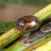 Rhyzobius chrysomeloides (Herbst, 1792) - Rhyzobie des arbres