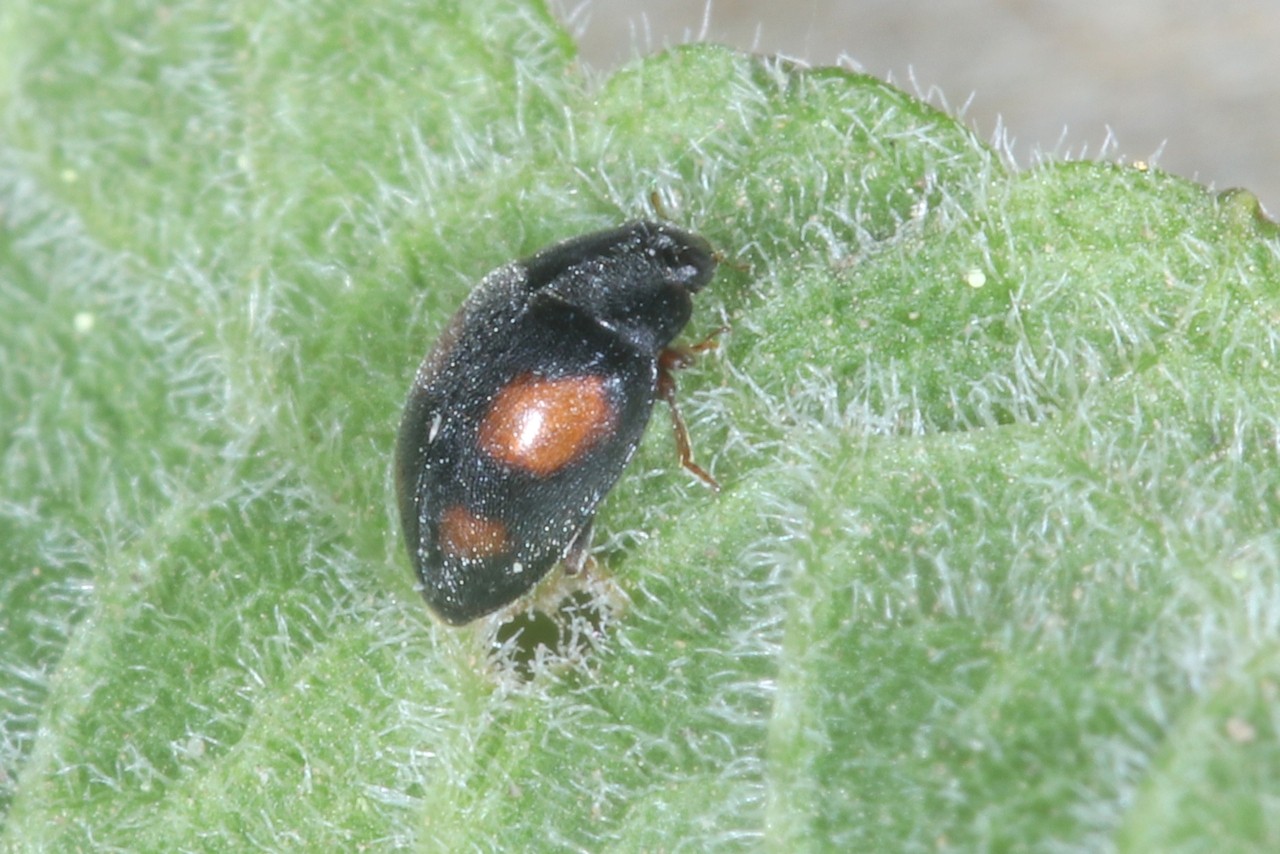 Scymnus frontalis (Fabricius, 1787) (femelle)