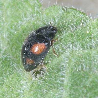 Scymnus frontalis (Fabricius, 1787) (femelle)
