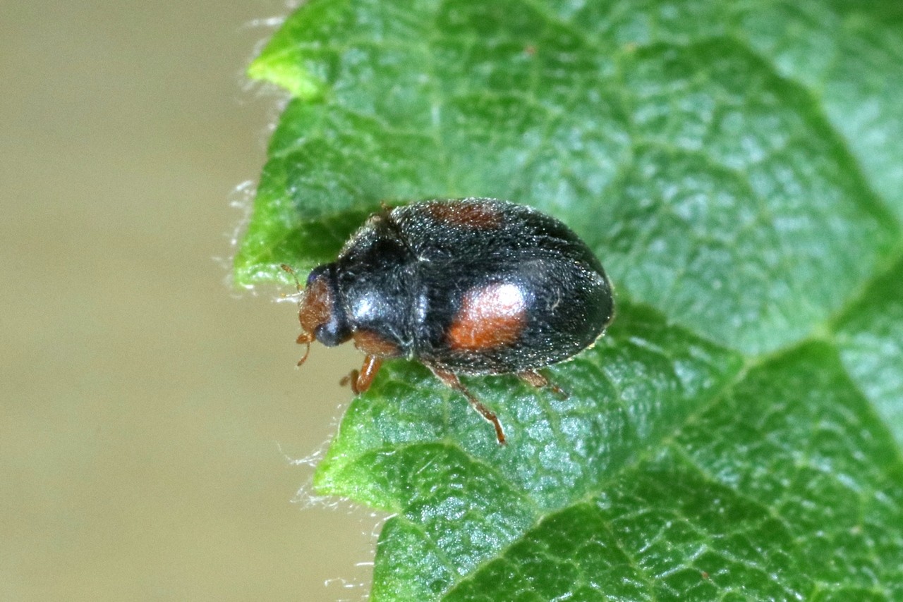 Scymnus cf frontalis (Fabricius, 1787) (mâle)