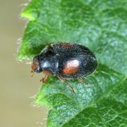 Scymnus cf frontalis (Fabricius, 1787) (mâle)