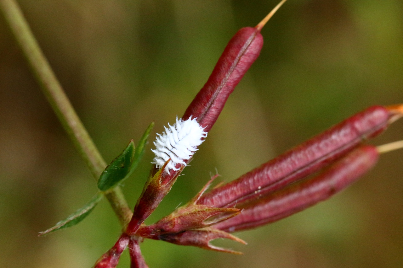 Scymnus sp (larve)