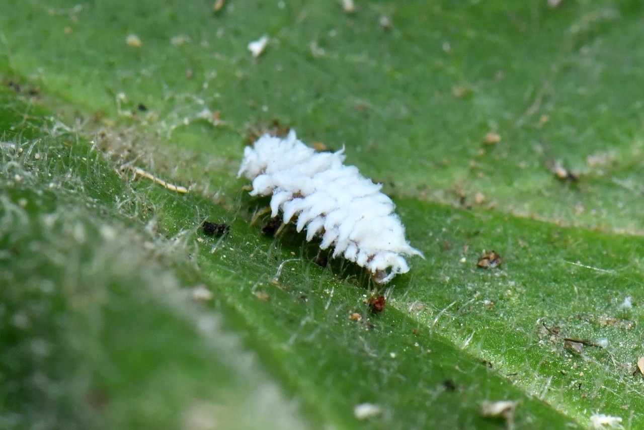 Scymnus sp (larve)