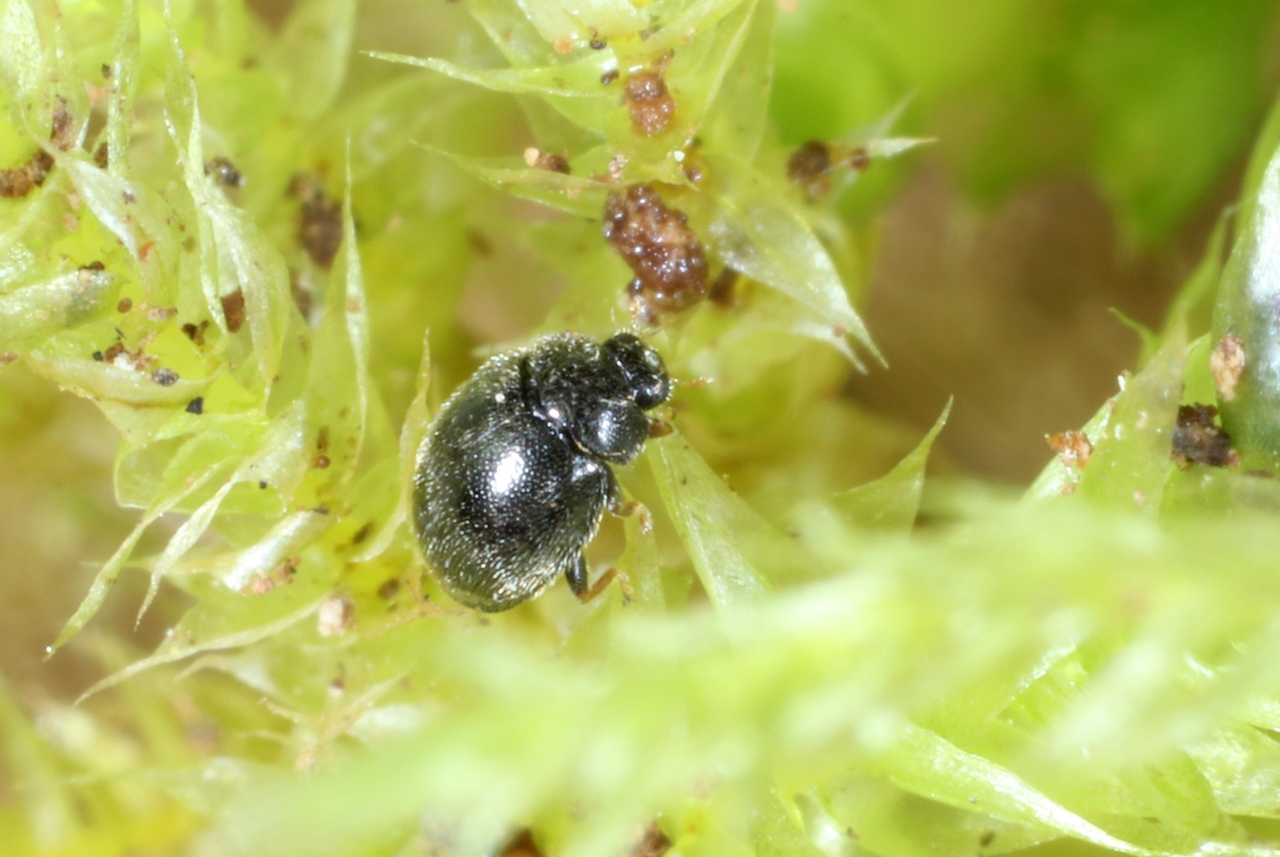 Stethorus pusillus (Herbst, 1797)