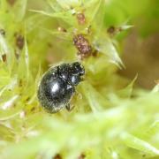 Stethorus pusillus (Herbst, 1797)