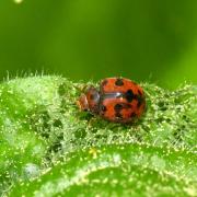 Subcoccinella vigintiquatuorpunctata (Linnaeus, 1758) - Coccinelle à 24 points