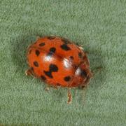 Subcoccinella vigintiquatuorpunctata (Linnaeus, 1758) - Coccinelle à 24 points