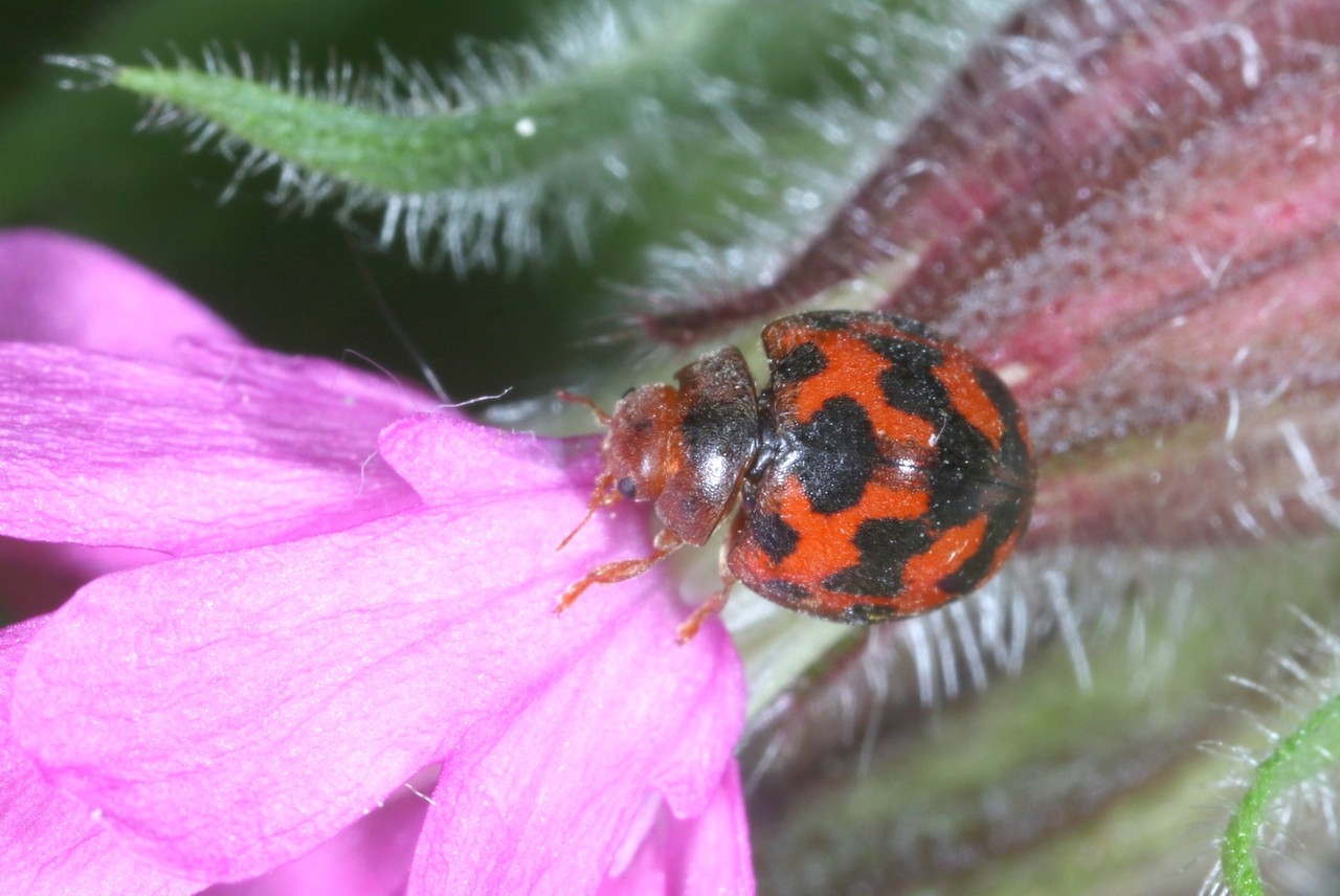 Subcoccinella vigintiquatuorpunctata (Linnaeus, 1758) - Coccinelle à 24 points