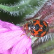 Subcoccinella vigintiquatuorpunctata (Linnaeus, 1758) - Coccinelle à 24 points