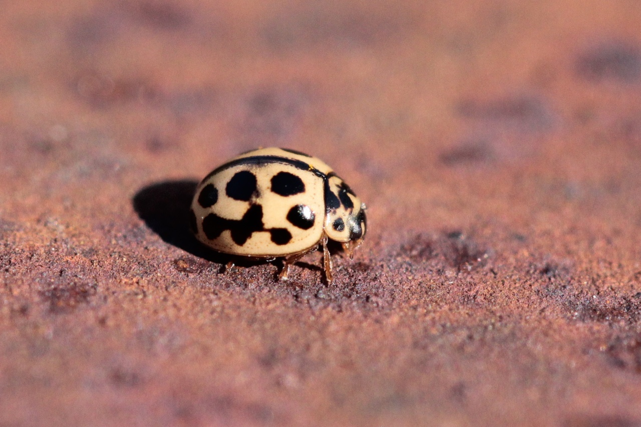 Tytthaspis sedecimpunctata (Linnaeus, 1760) - Coccinelle à 16 points