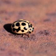 Tytthaspis sedecimpunctata (Linnaeus, 1760) - Coccinelle à 16 points