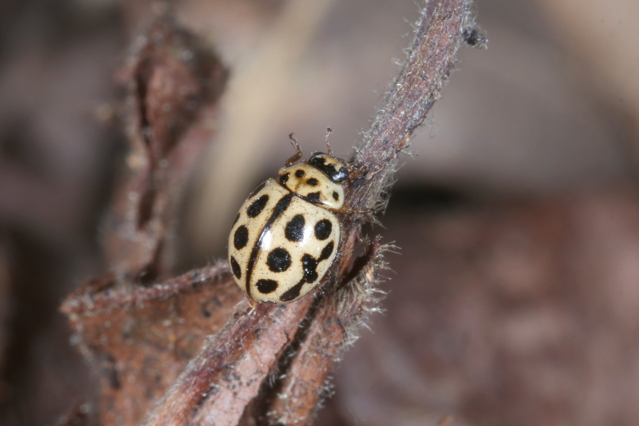 Tytthaspis sedecimpunctata (Linnaeus, 1760) - Coccinelle à 16 points