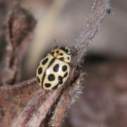 Tytthaspis sedecimpunctata (Linnaeus, 1760) - Coccinelle à 16 points