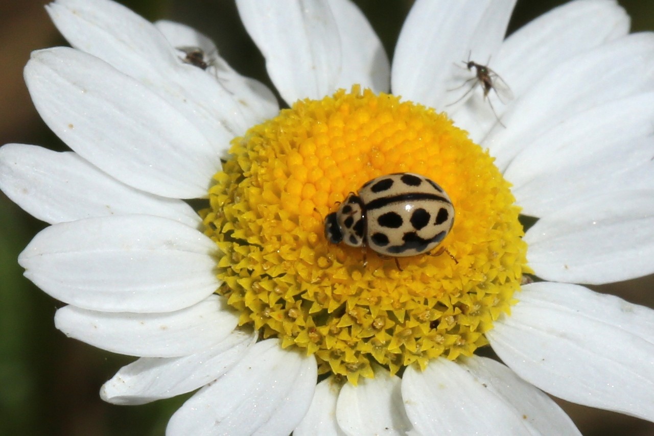 Tytthaspis sedecimpunctata (Linnaeus, 1760) - Coccinelle à 16 points